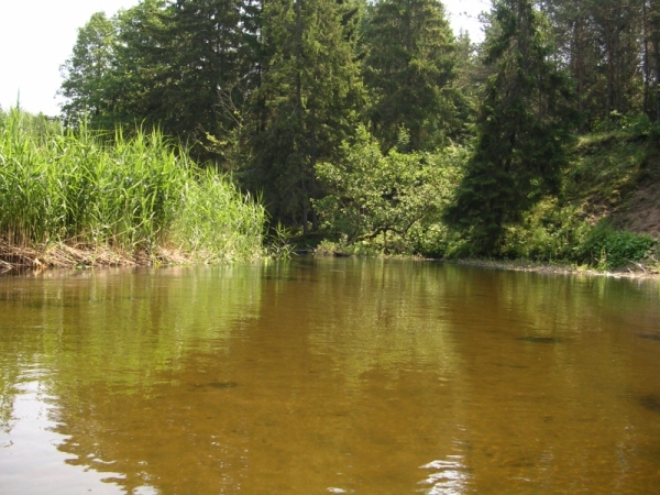 Spływ Kajakowy Czarną Hańczą